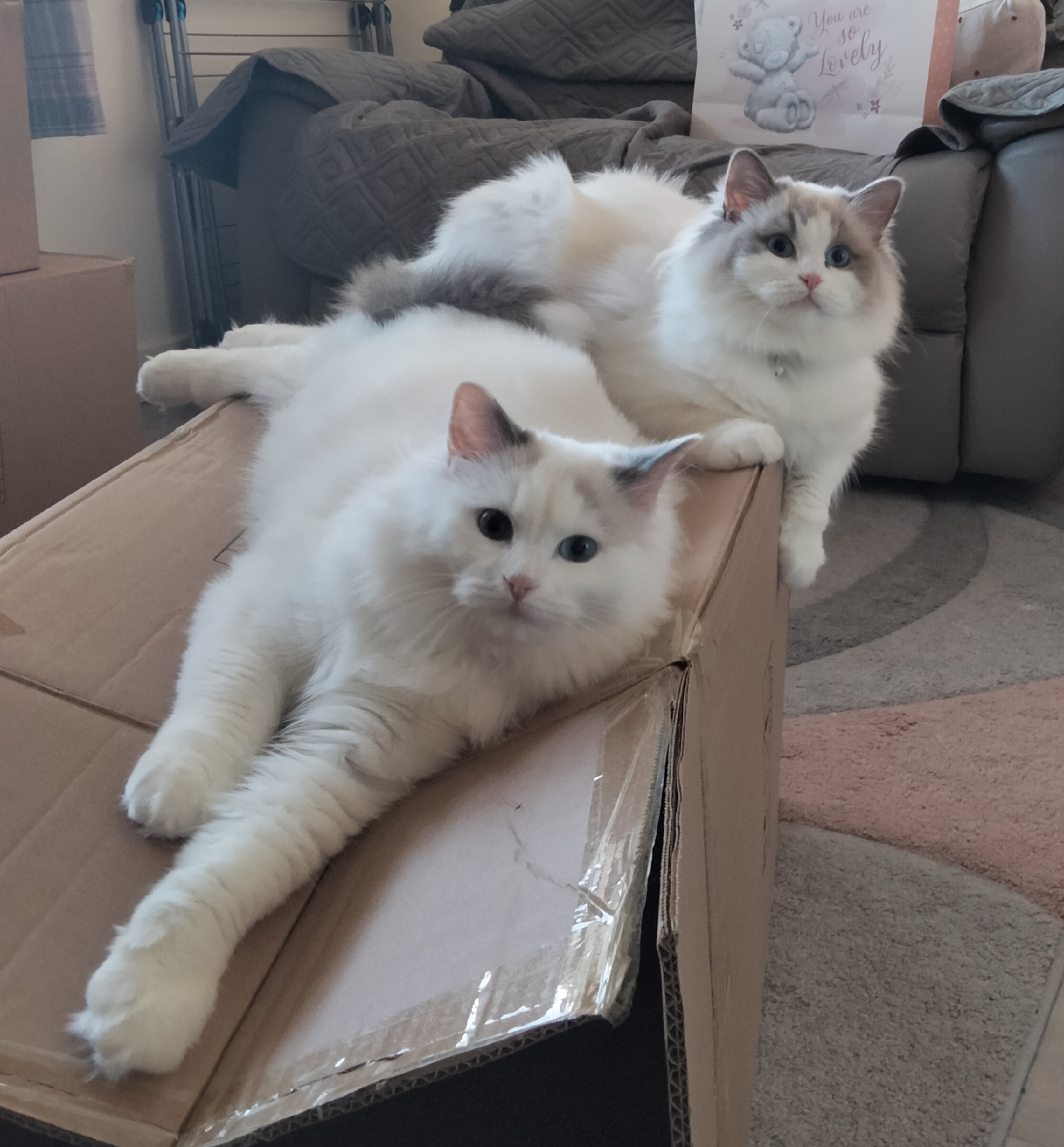 Oreo and biscuit 