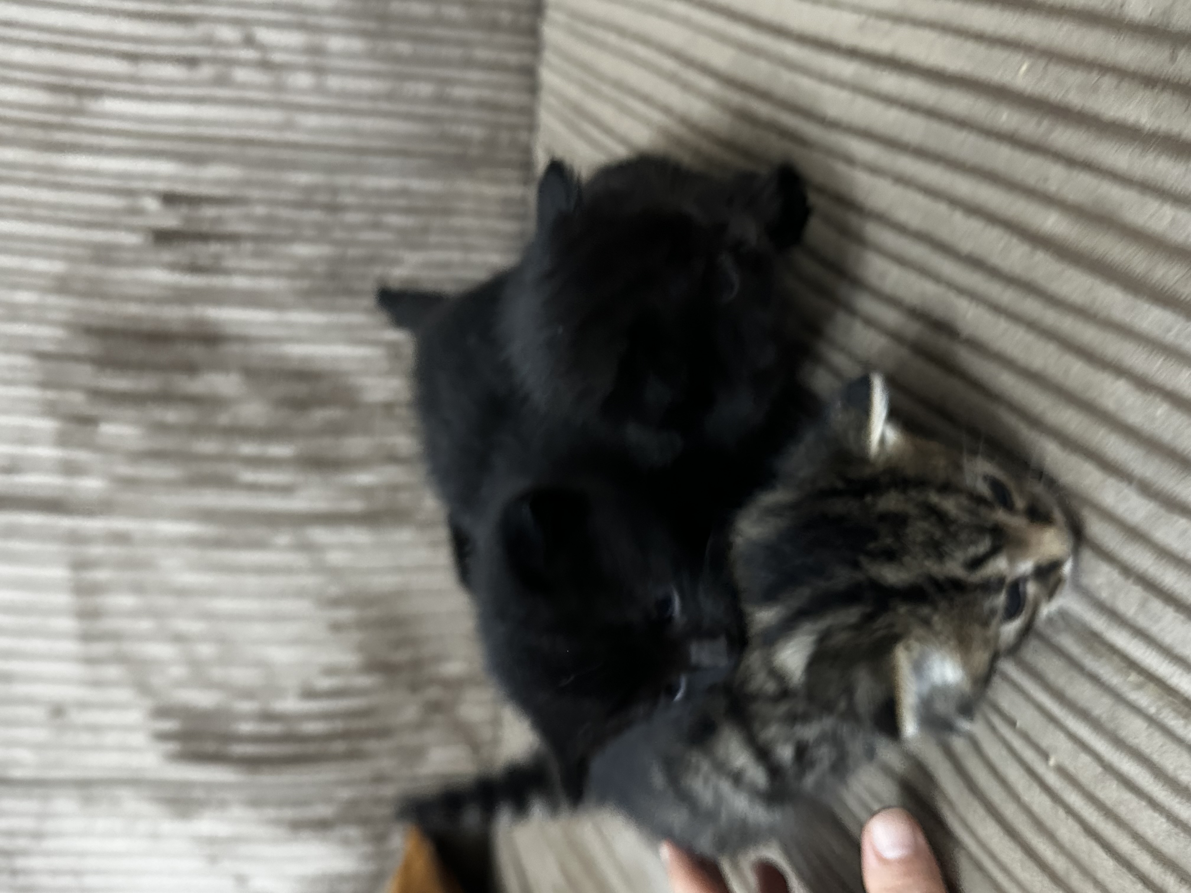 Lovely kittens for sale