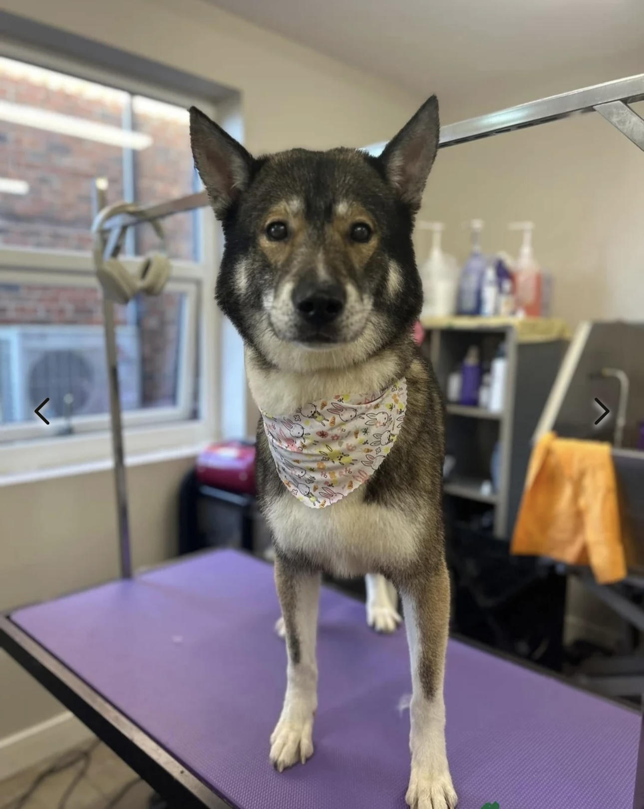 Male Husky for Rehoming