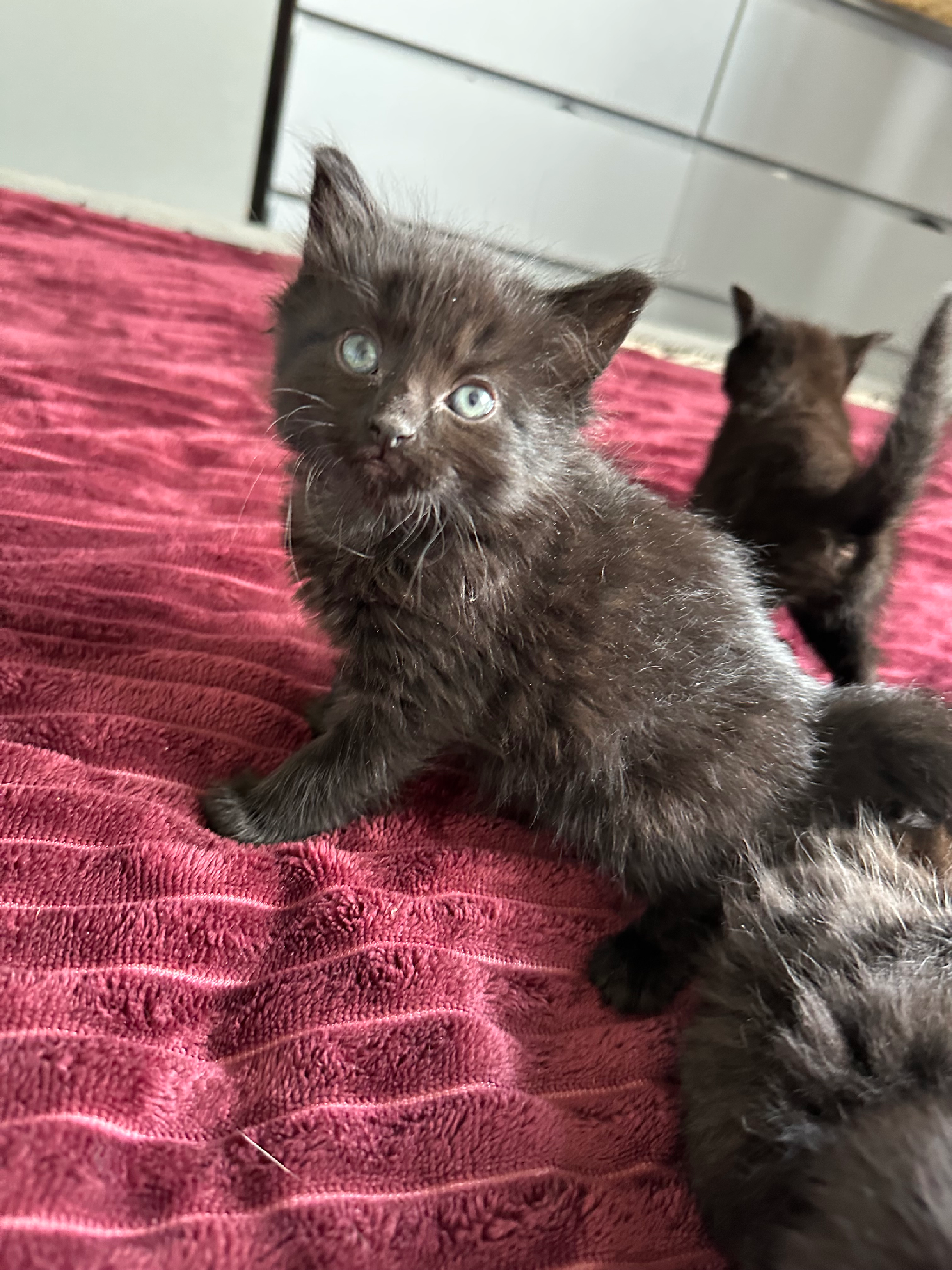 5 beautiful kittens 