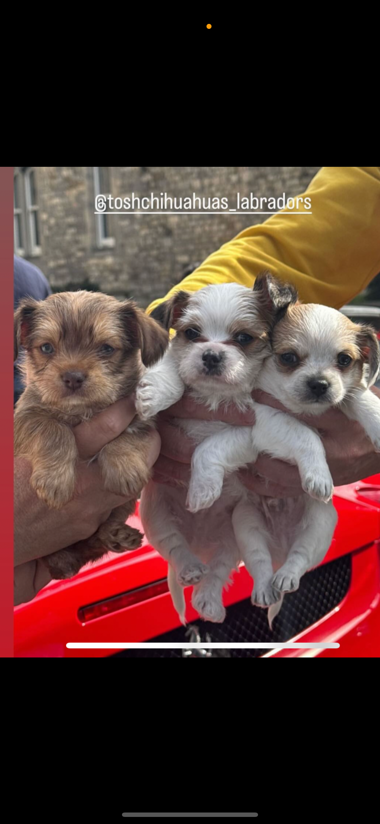 Biewer Terrier / Chihuahua babies 