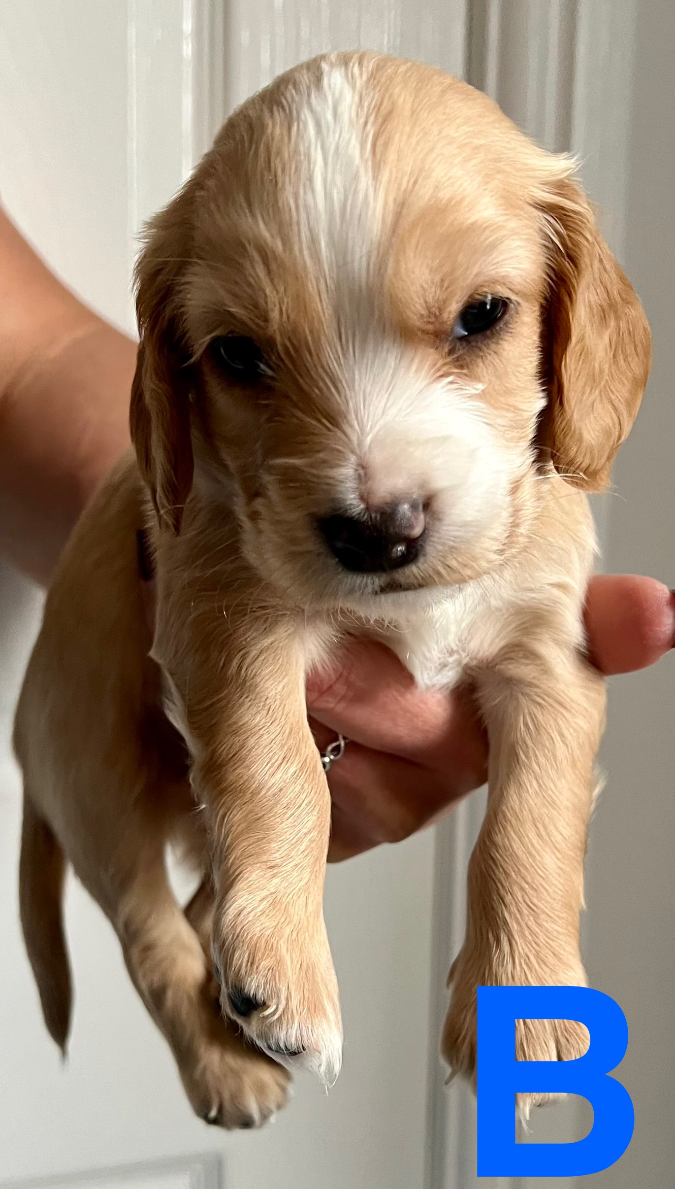 Beautiful Cocker Spaniel Puppies