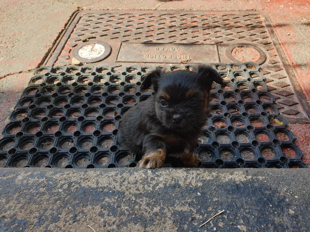 Fluffy Little Pups