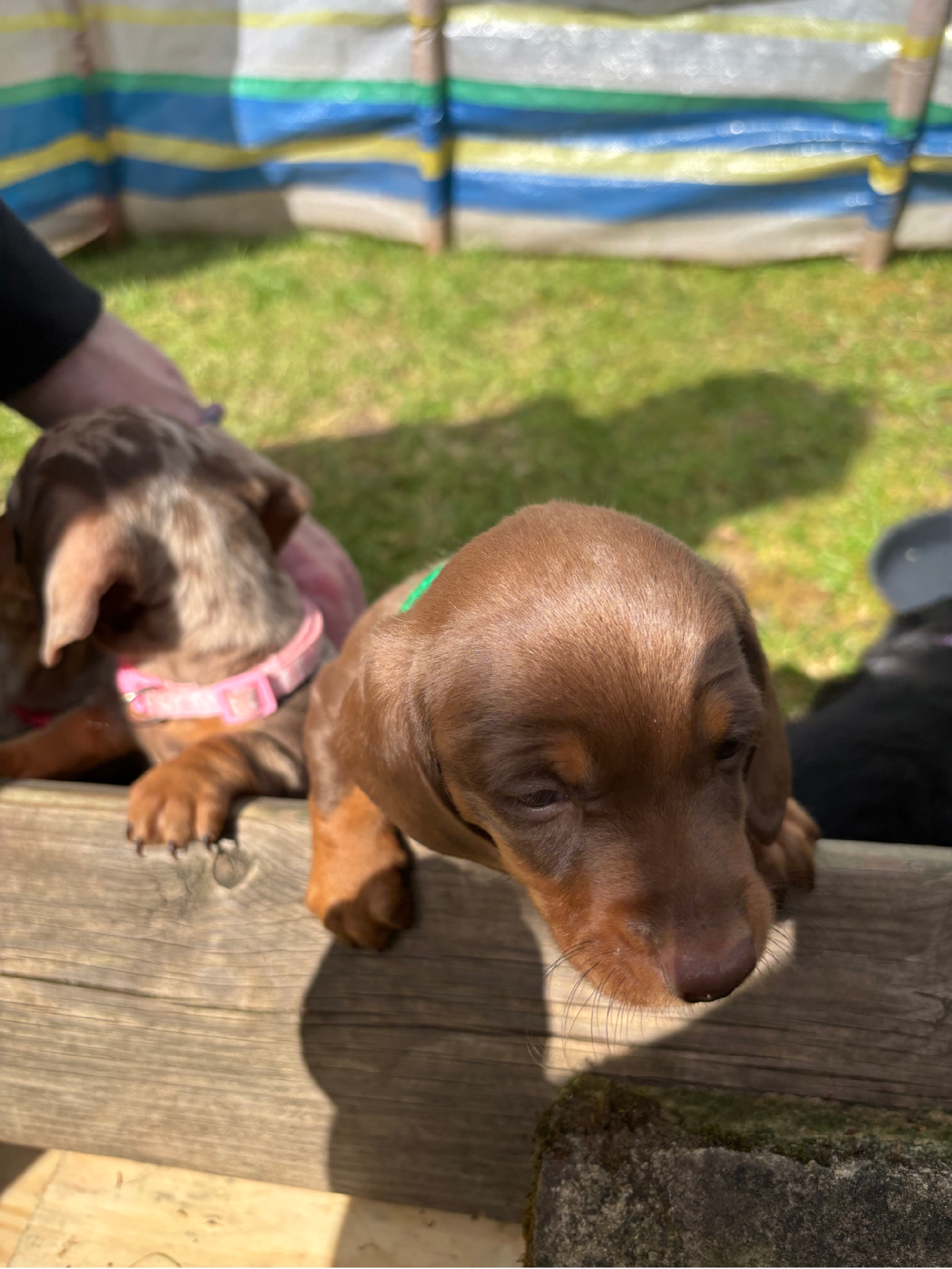 Puppies for sale 
