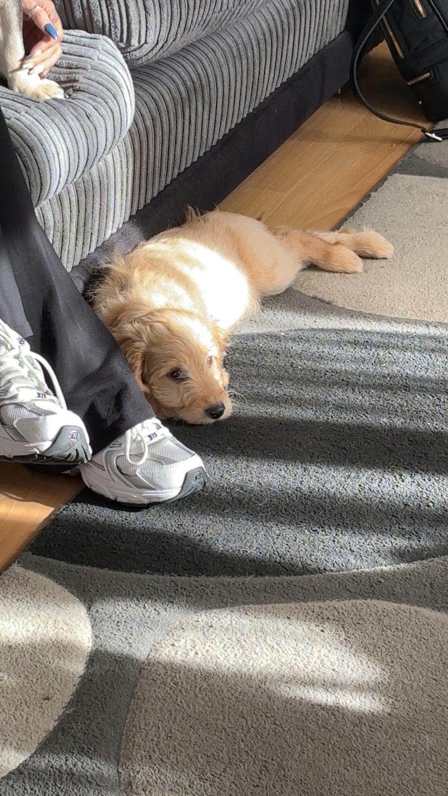 14 week old cockapoo male