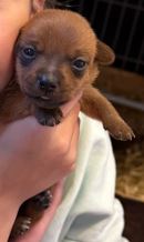 Stunning Rainbow Litter of Jack Russell Pups 