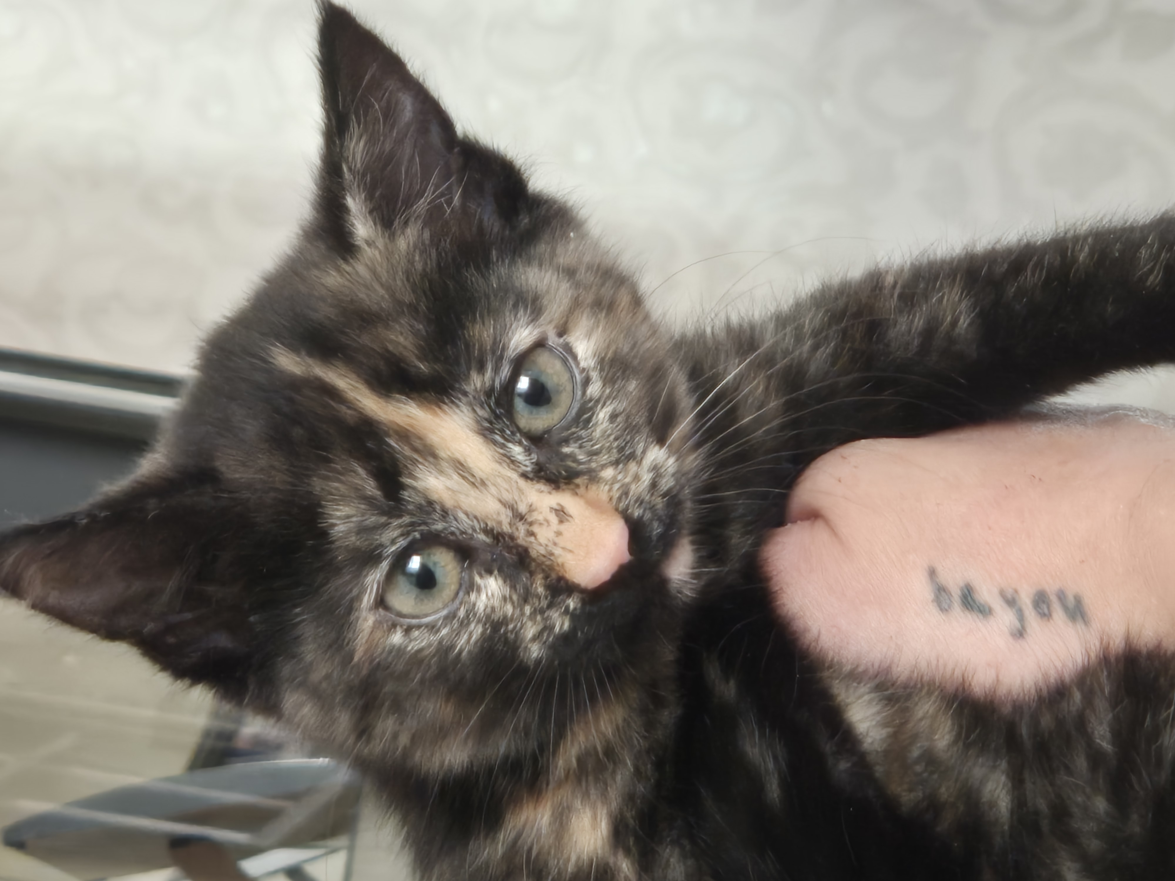 Kittens