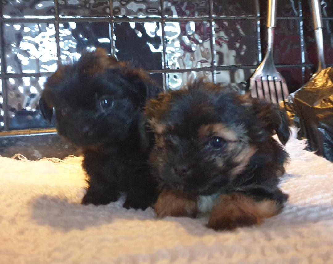 Chorkie girl for sale black and tan