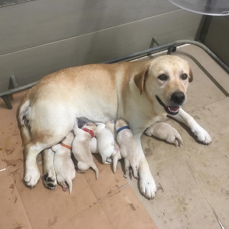 Labrador Puppies