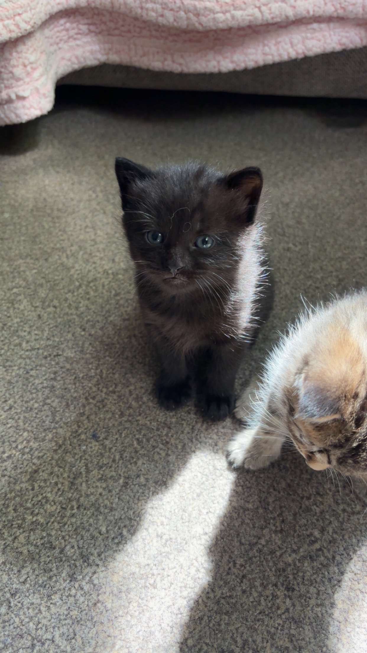 Beautiful male kitten