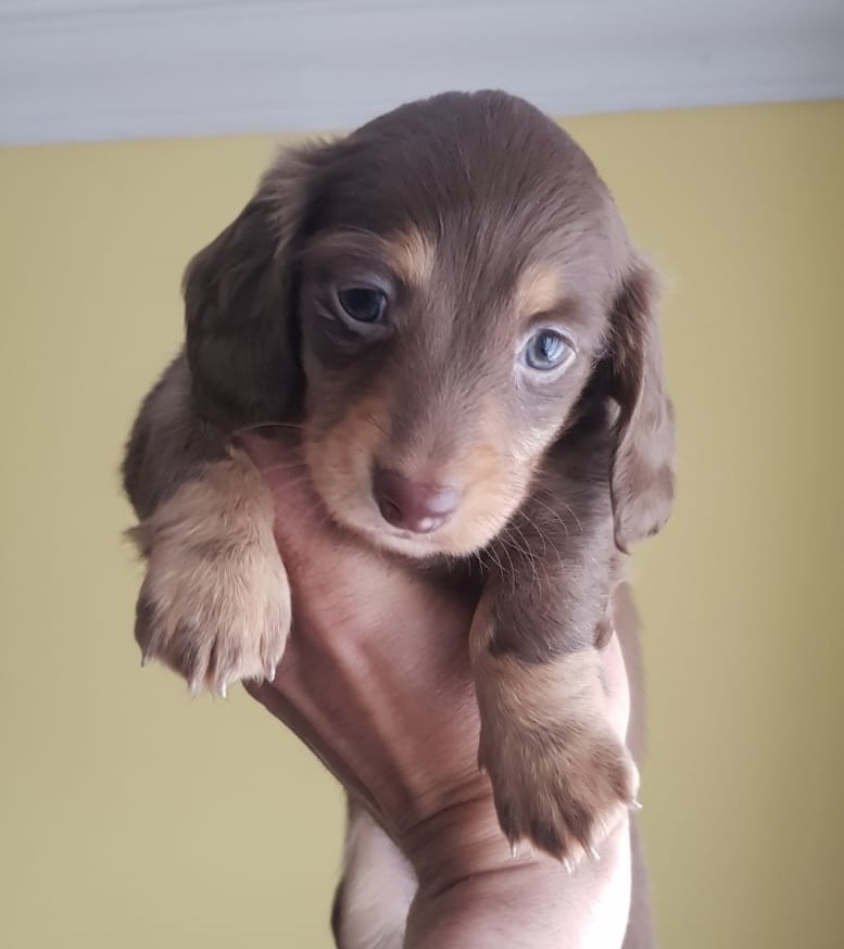 Long haired miniature dachshund