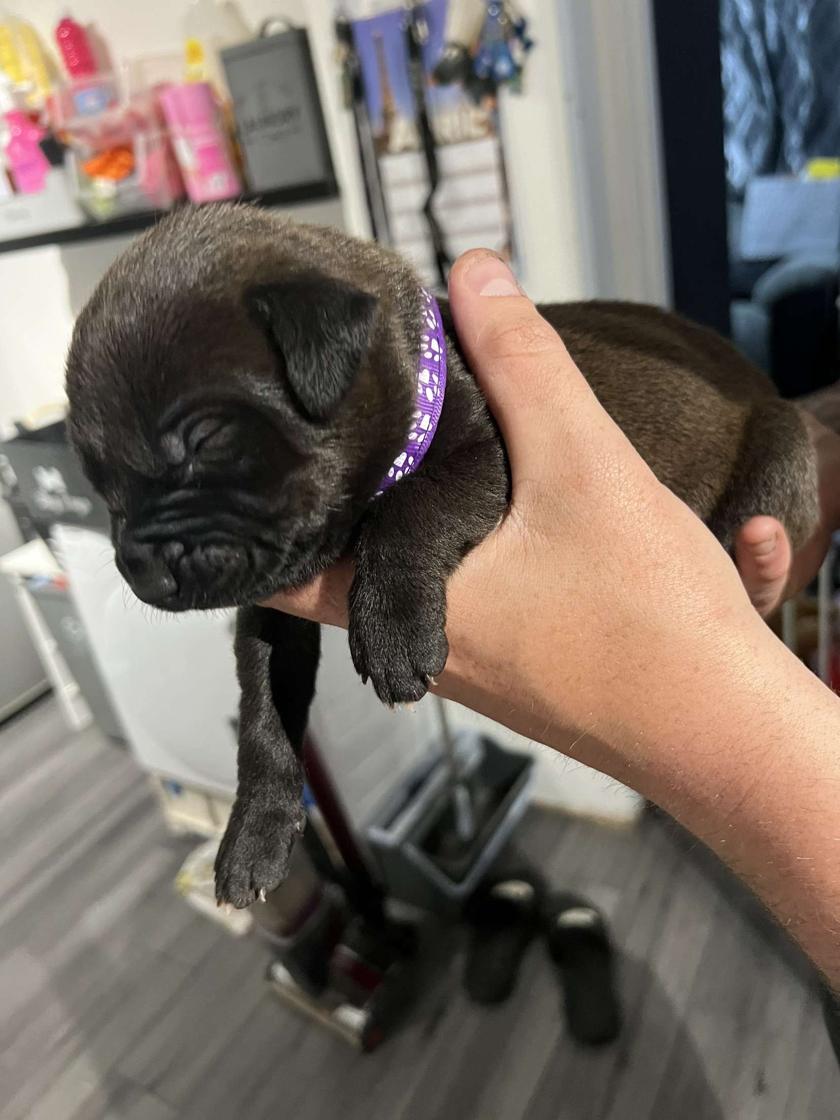 Rottweiler X Bull Whippet 