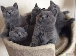 Adorable British Shorthair Kitten - Sweet & Cuddly Companion!