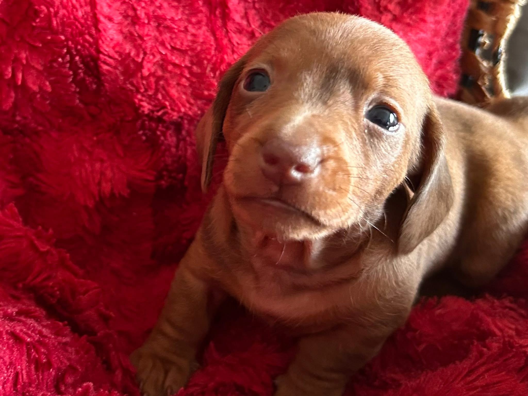 KC registered miniature dachshund 