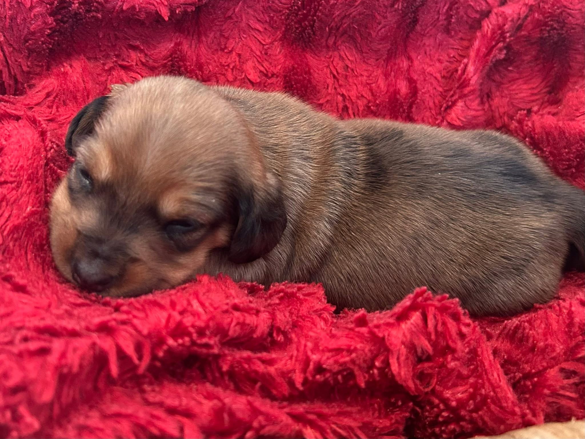 Miniature dachshund puppies 