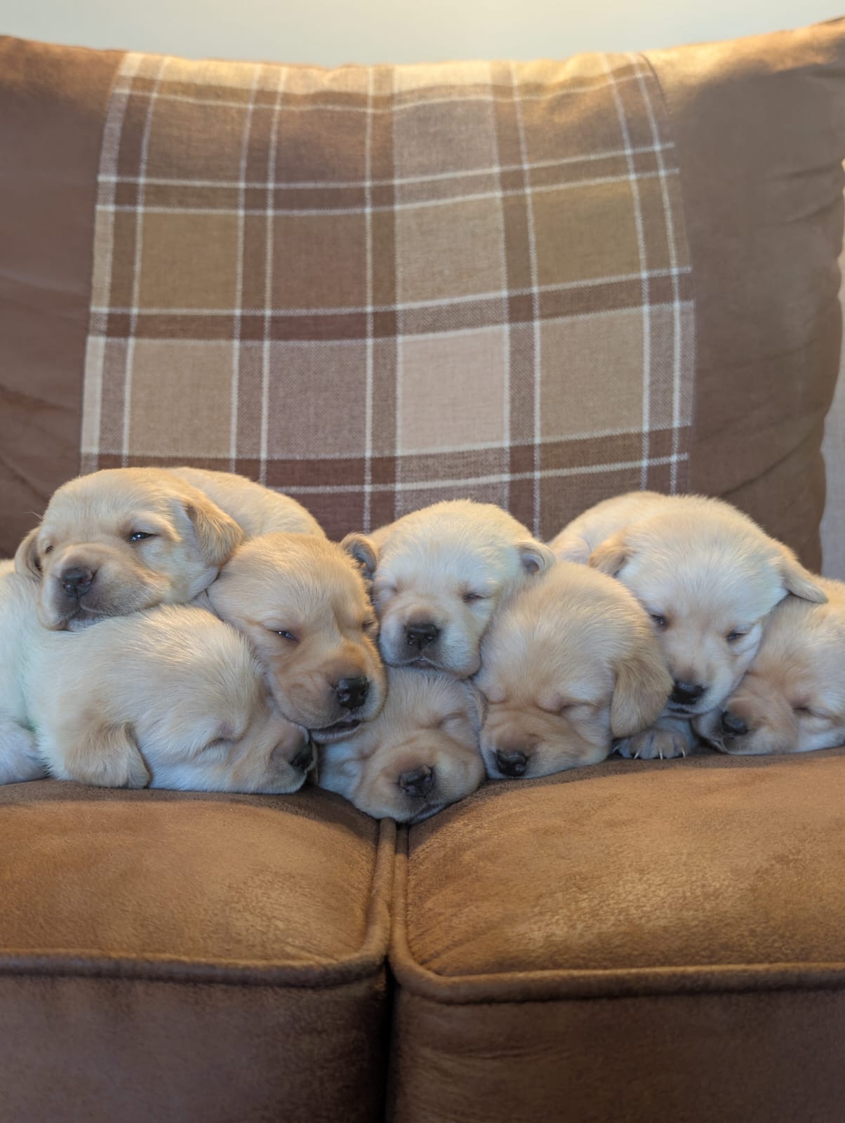 KC Registered Labrador Puppies