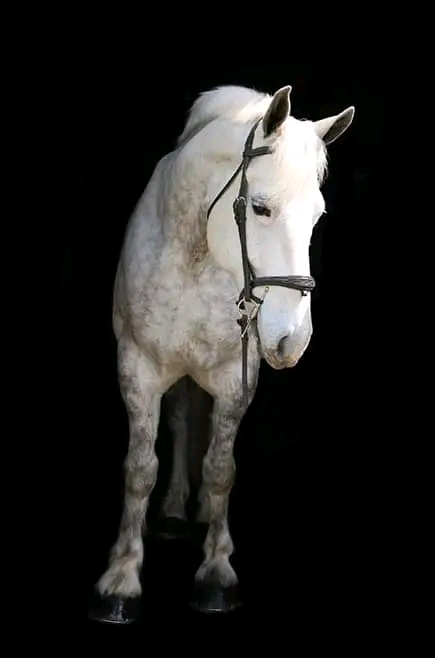 **"Graceful Gelding: Your Ideal Trail Companion Awaits!"**