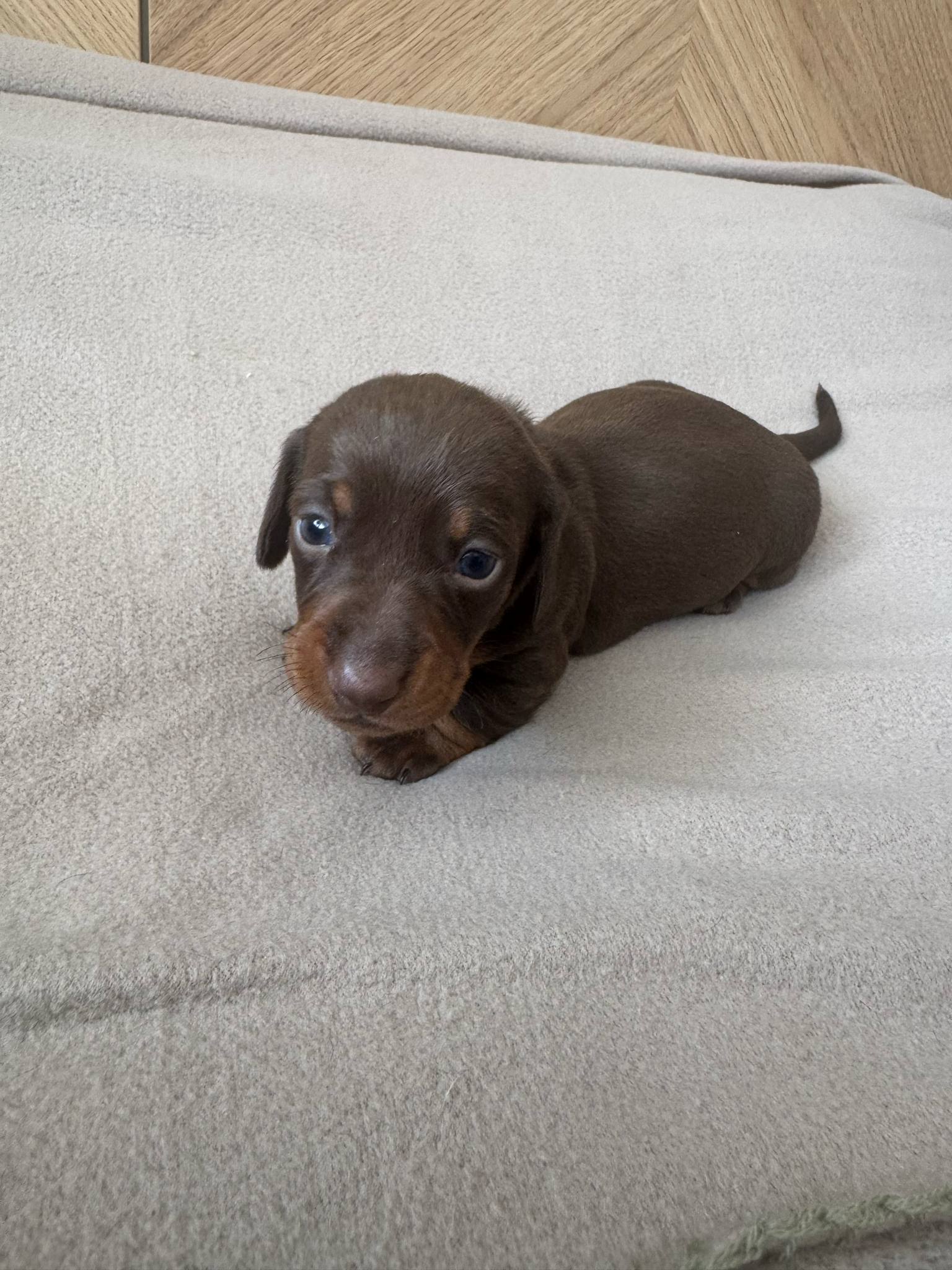 KC Registered Miniature Dachshund Puppies