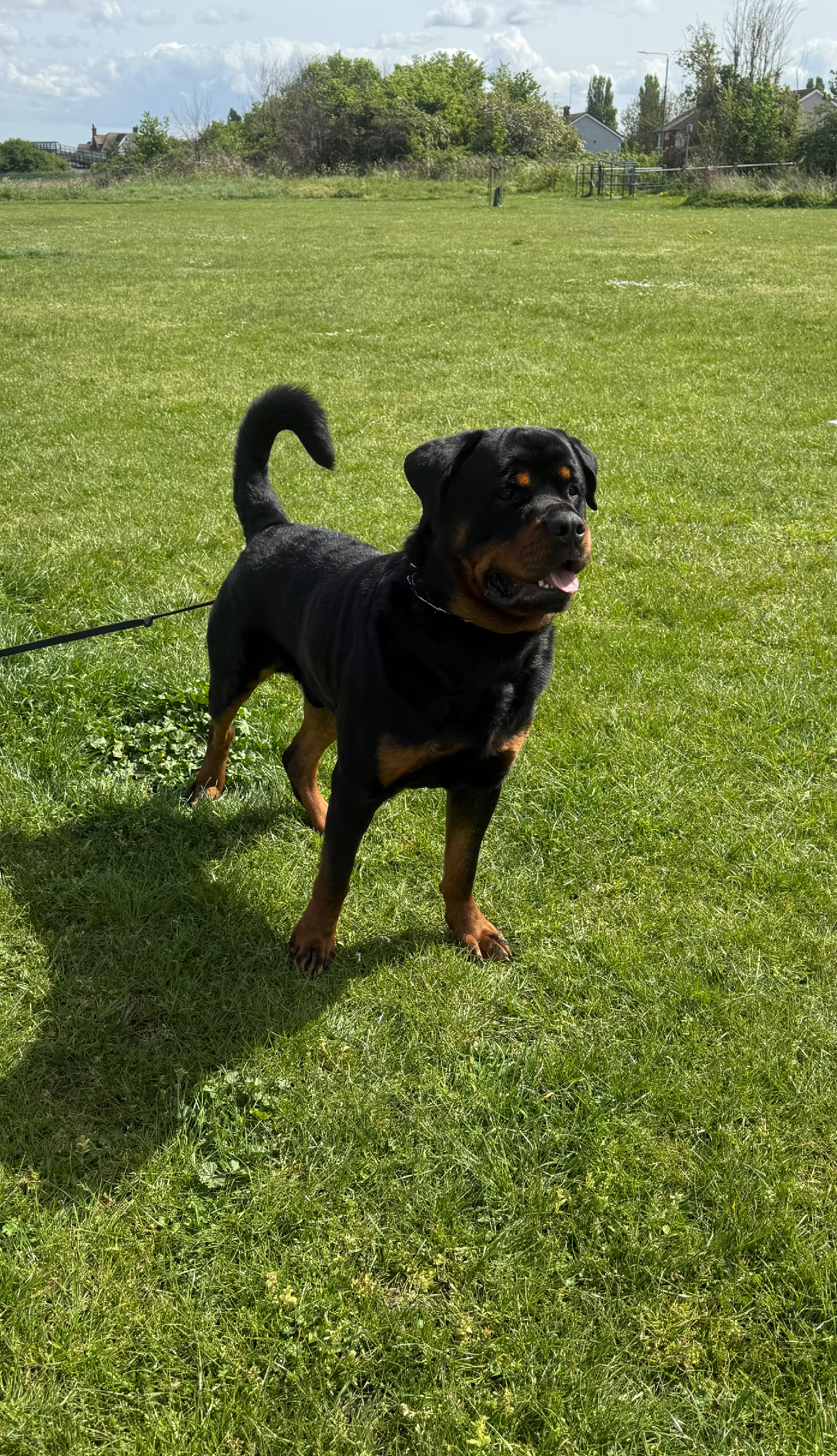 amazing rottie trained in our training academy