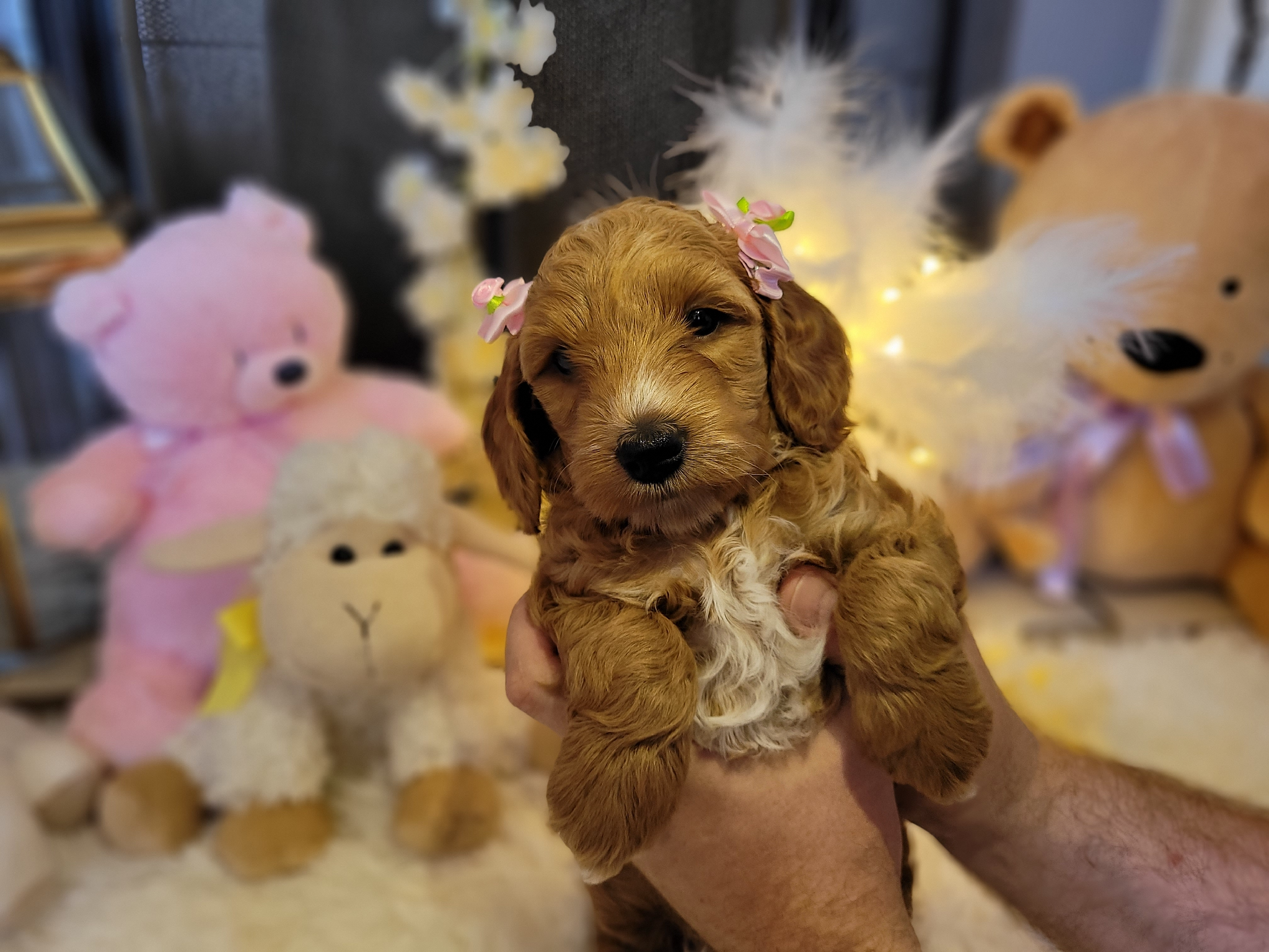 F2 Cockapoo female 