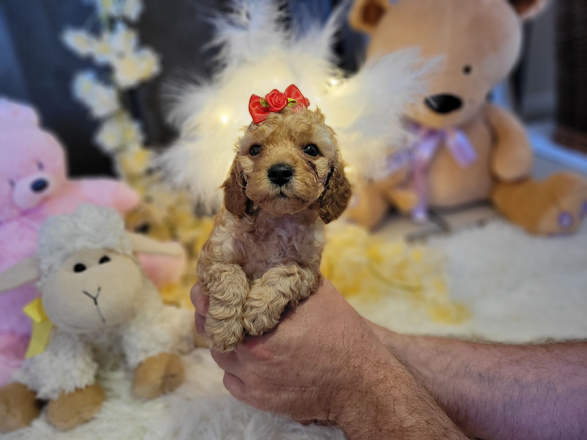 F2 Cockapoo female 