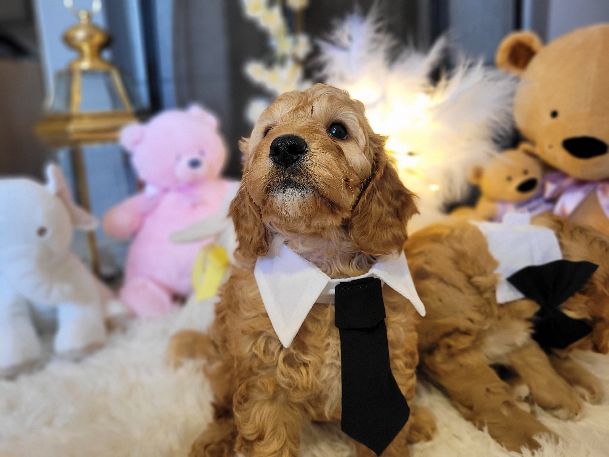 F2 Cockapoo  male 