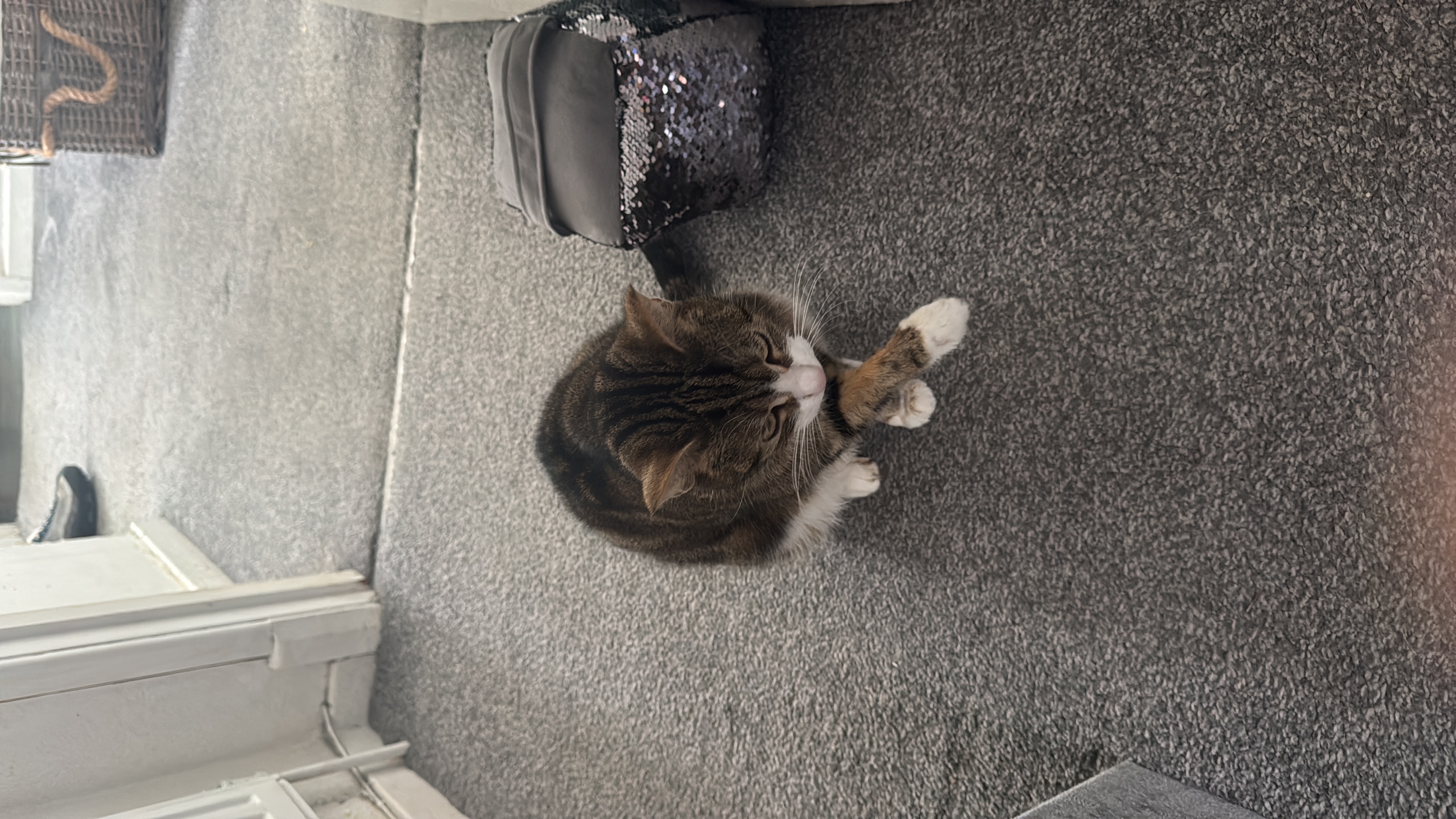 Girl tabby