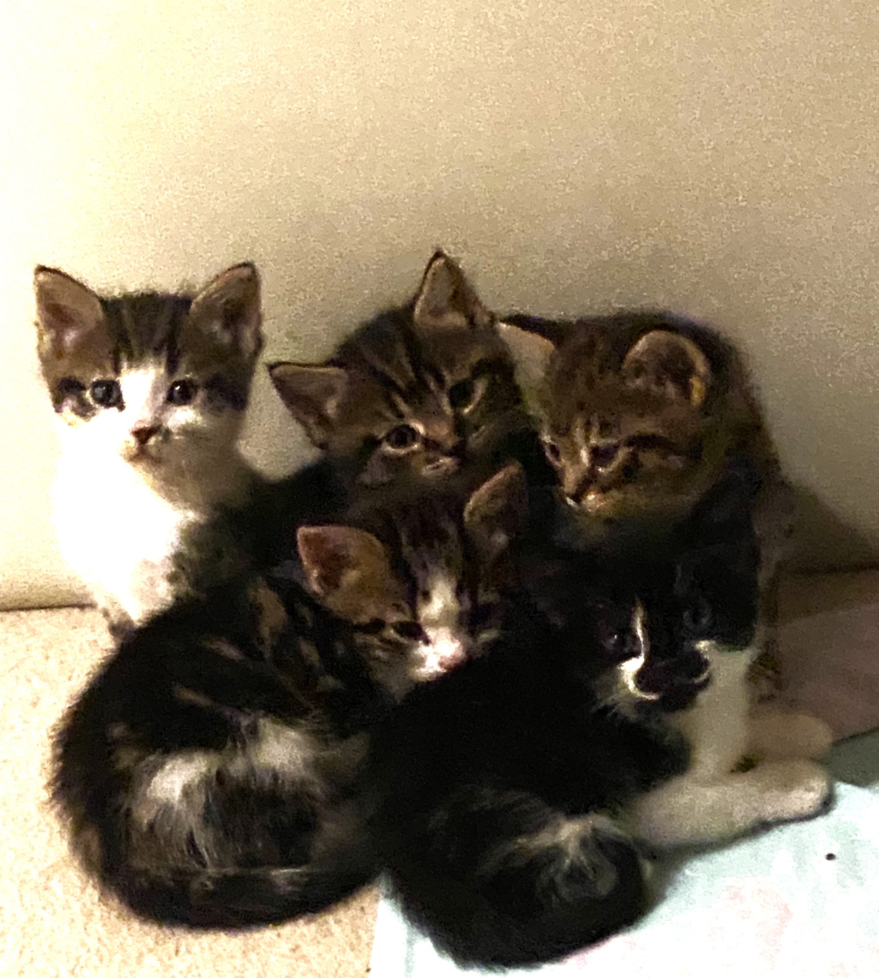 5 Beautiful Kittens for sale