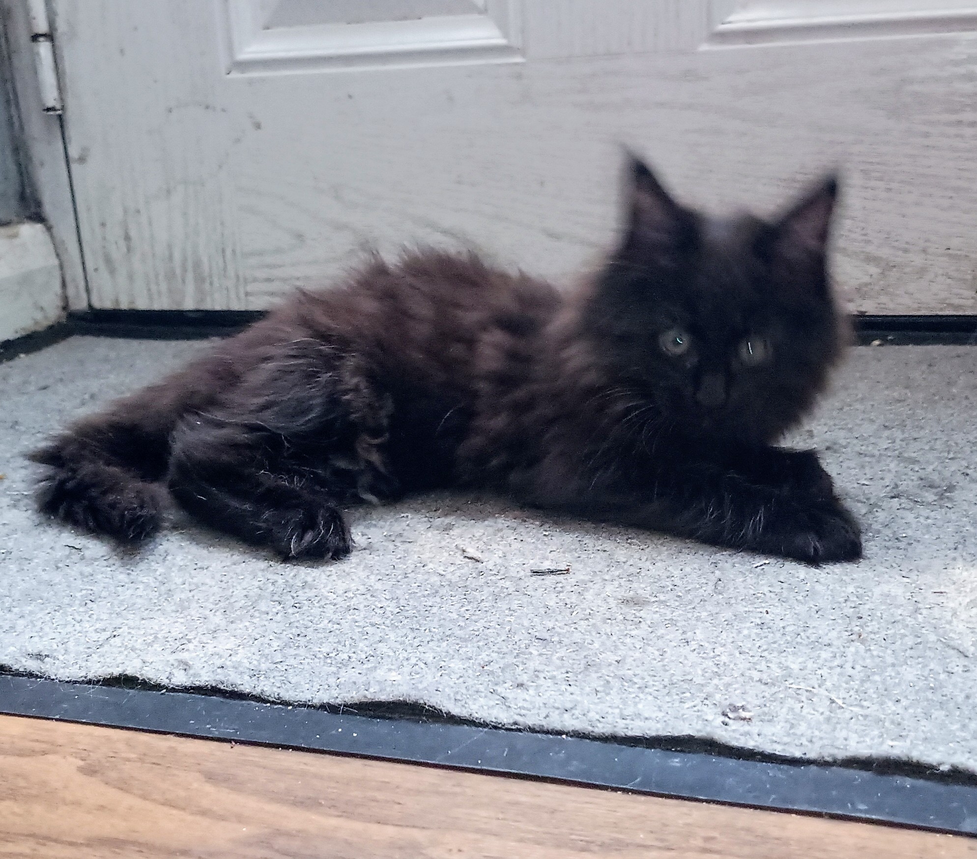 Chocolate Maine Coon boy kitten in Manchester 