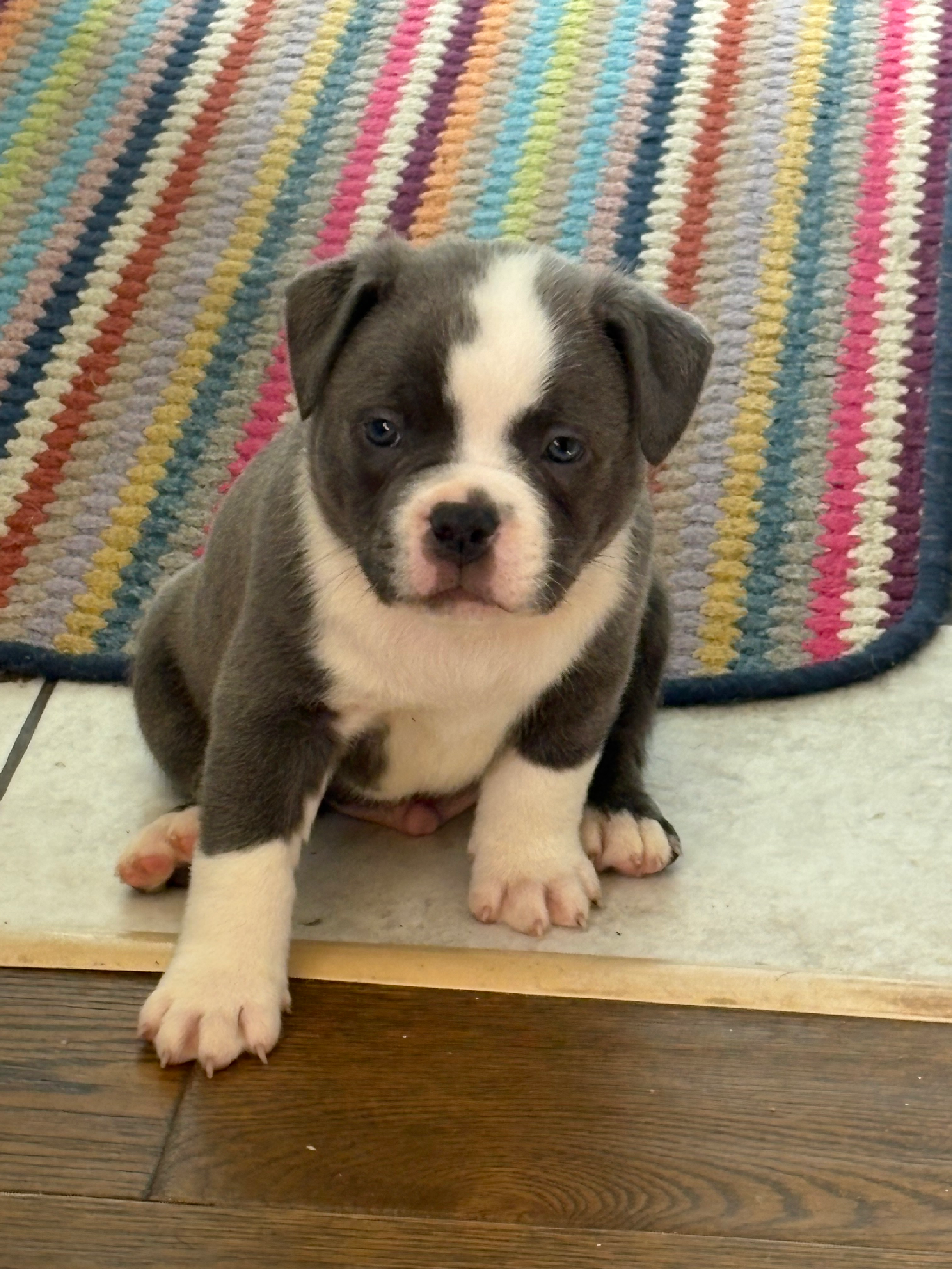 Pocket staffordshire bull terrier 