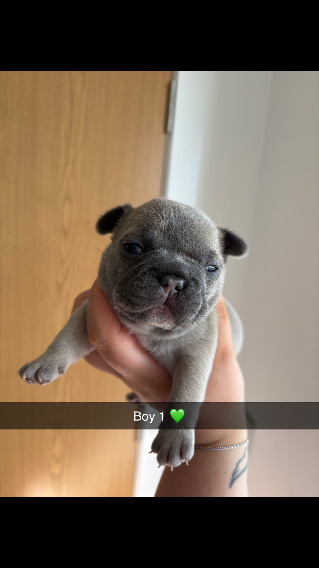 French Bulldog Puppies 