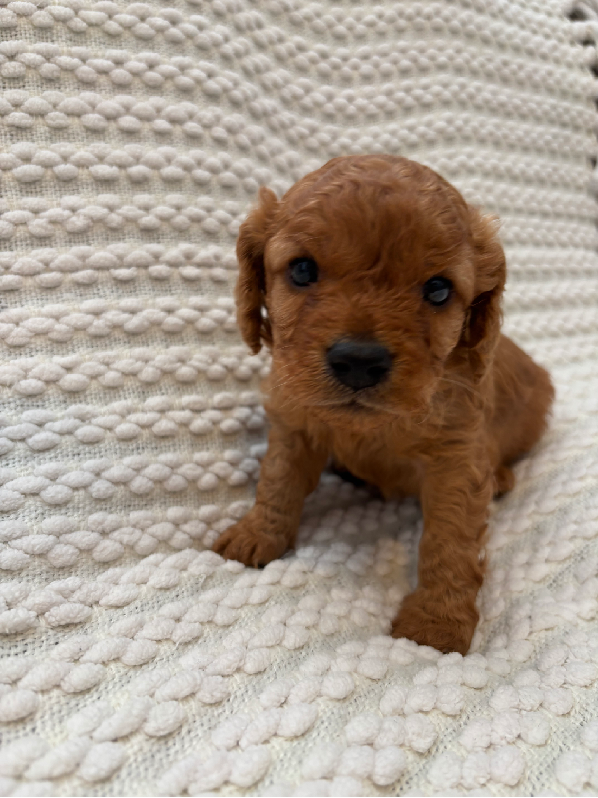 Beautiful cavapoos