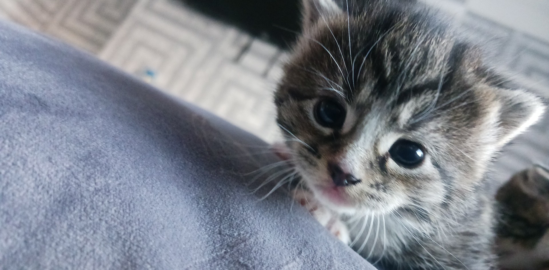 Lovely kittens for sale