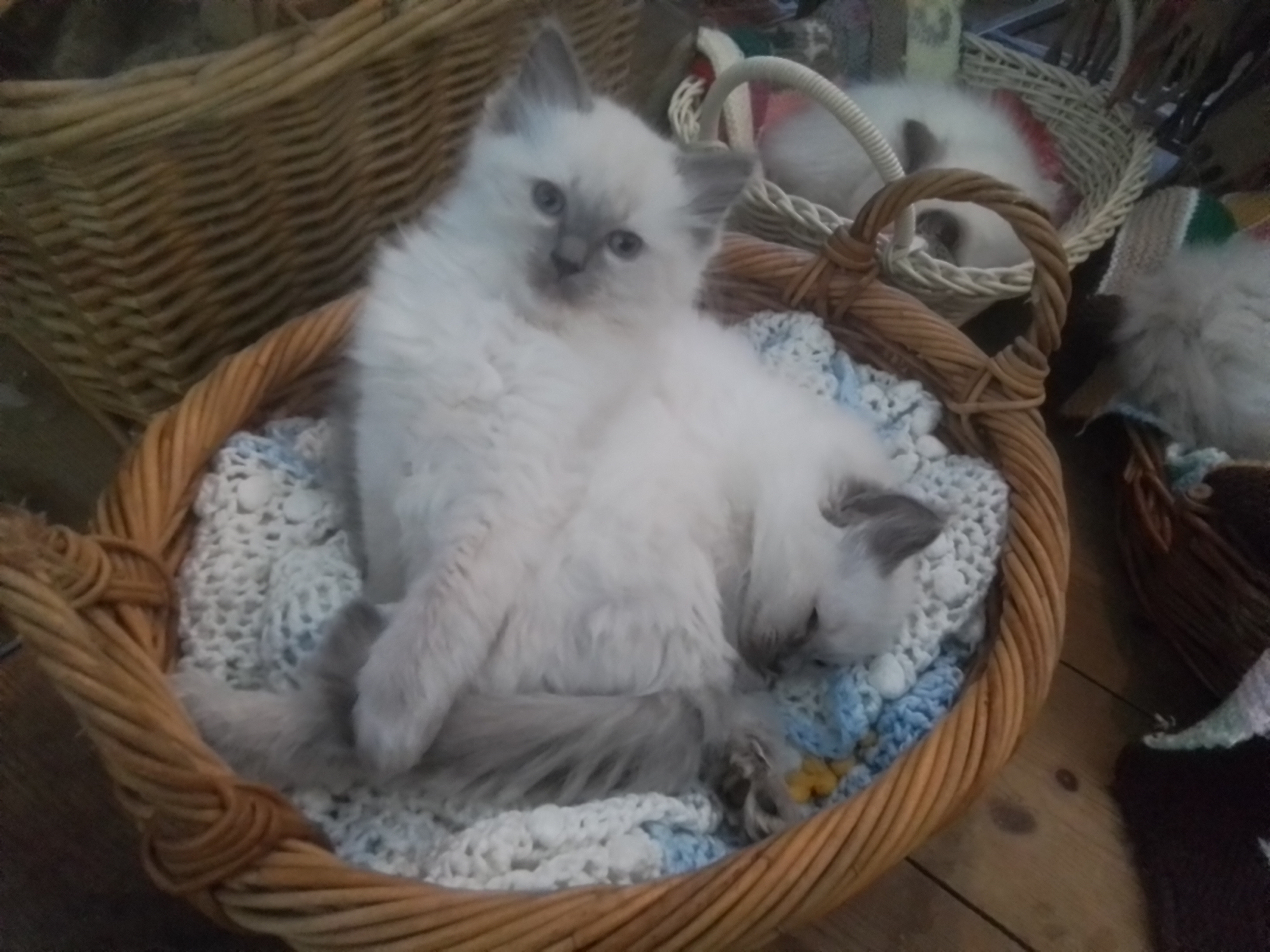 Pedigree Bluepoint Ragdoll Kittens 