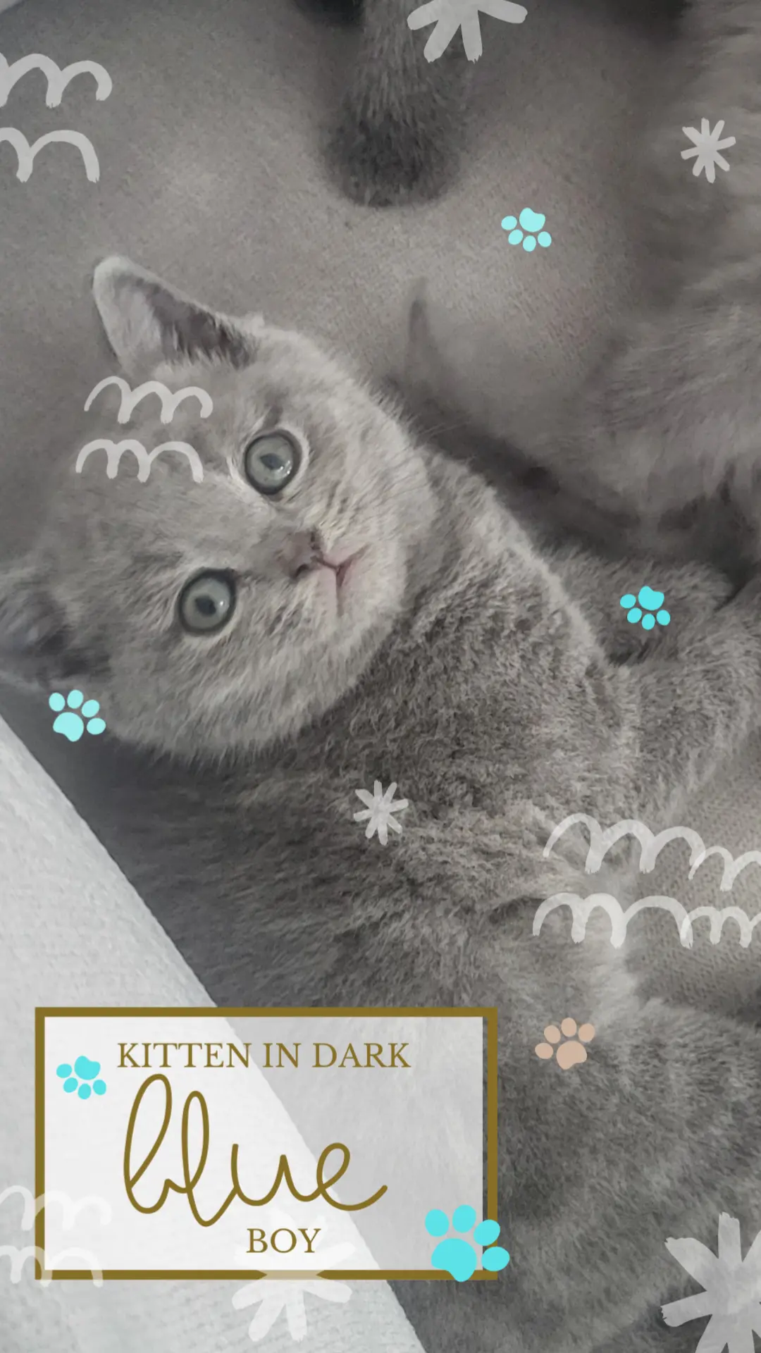 4 Chunky Blue British Shorthair Kittens