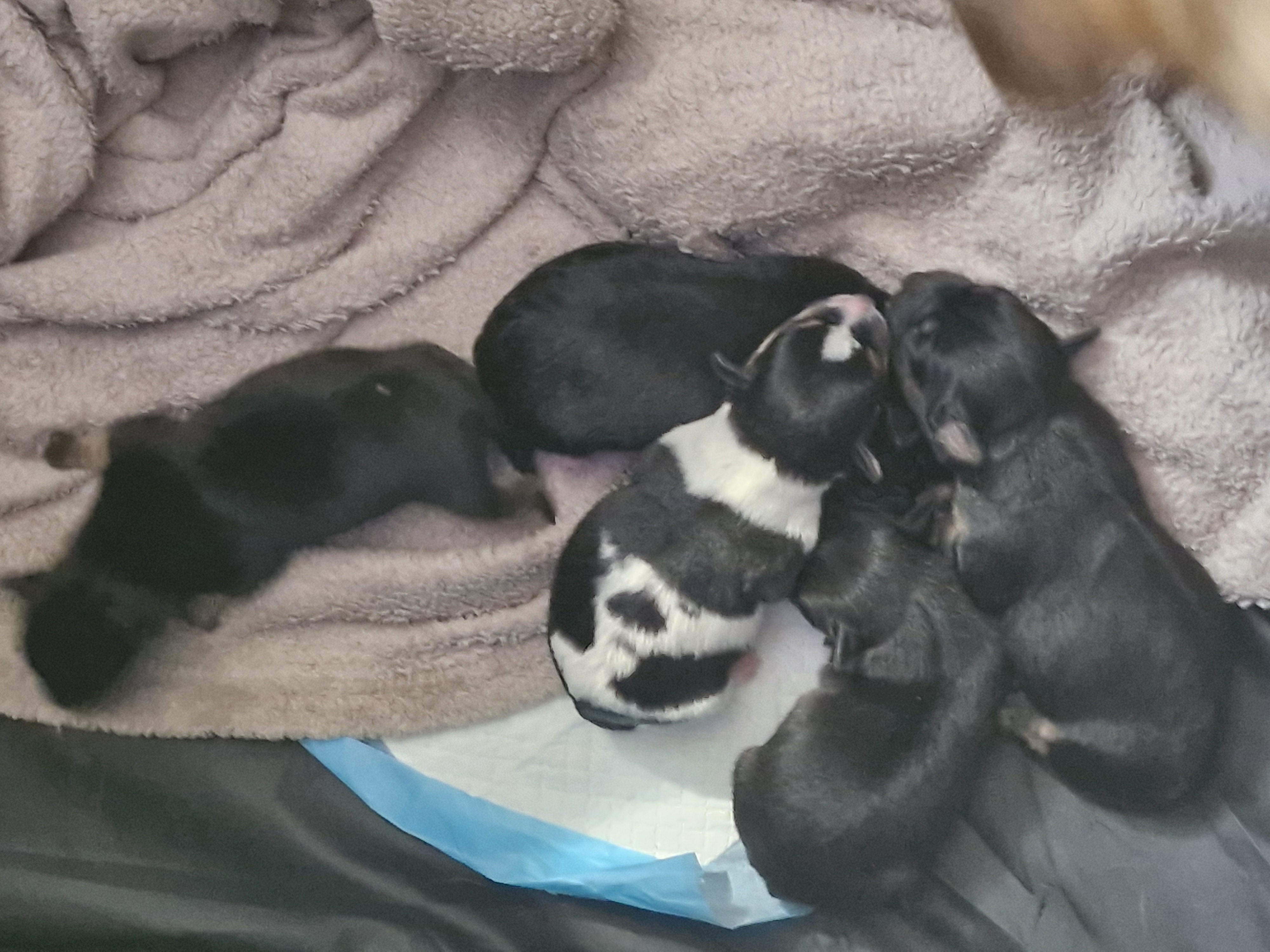 5 beautiful chorkies 