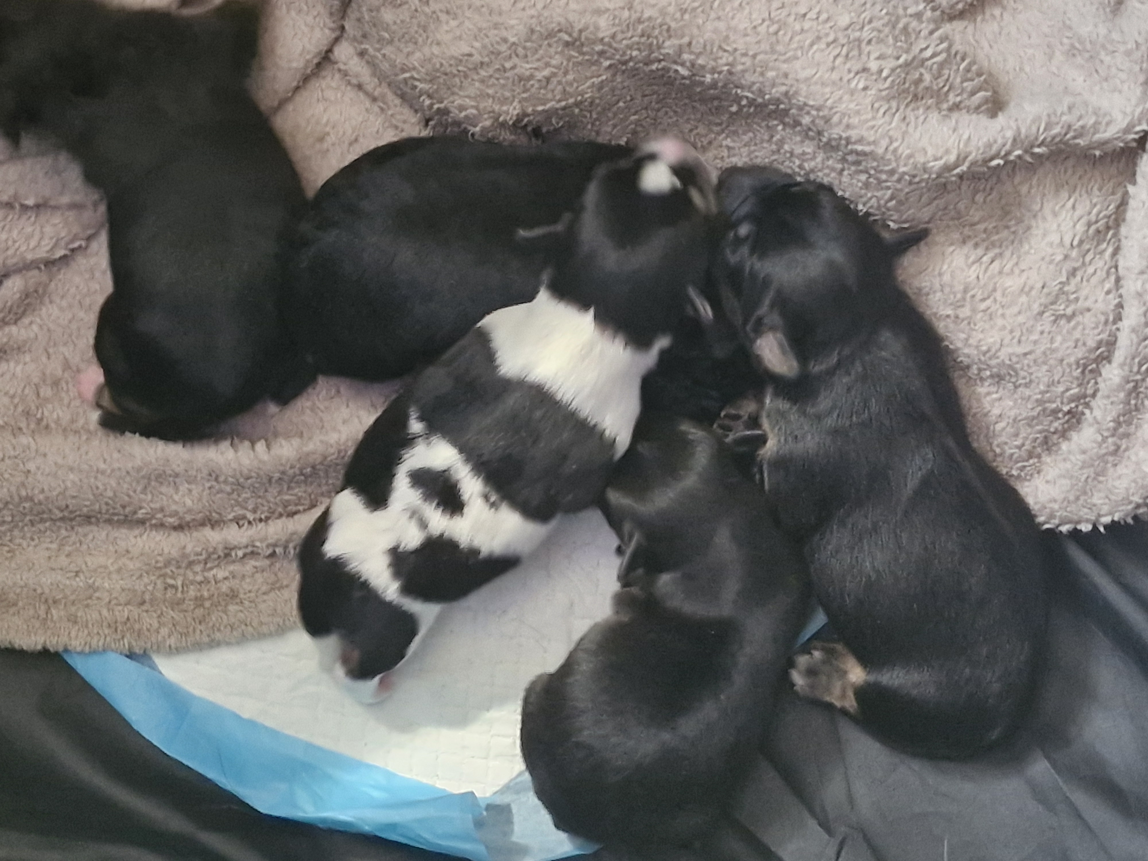 5 beautiful chorkies 