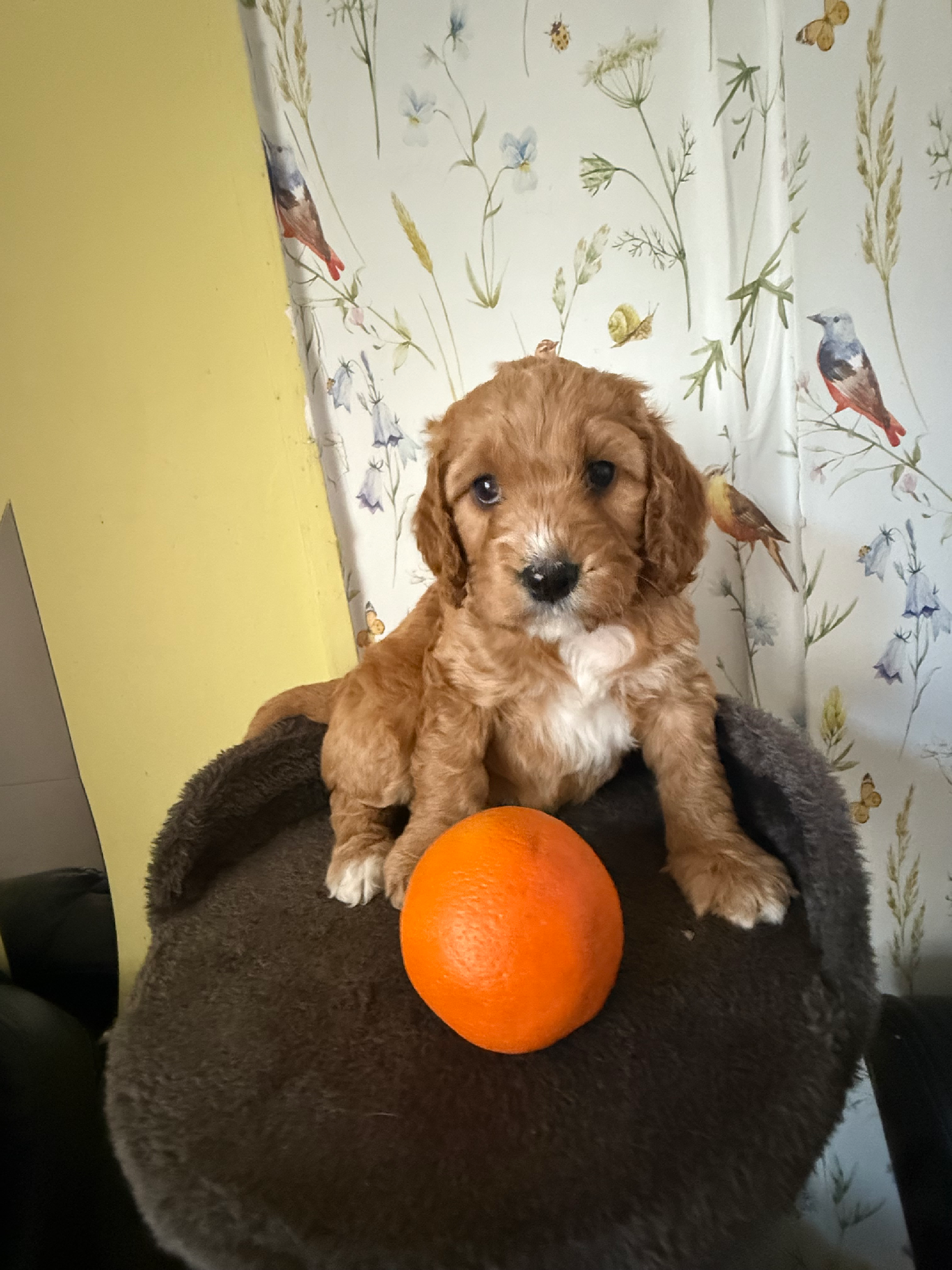 Gorgeous cockapoo puppies 