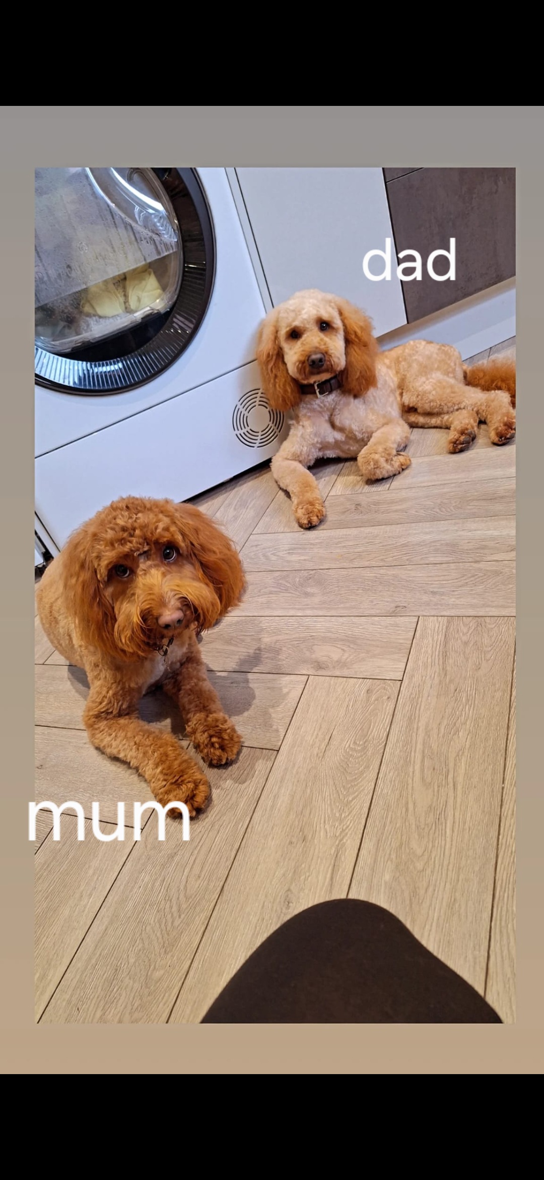 F2 cockapoo