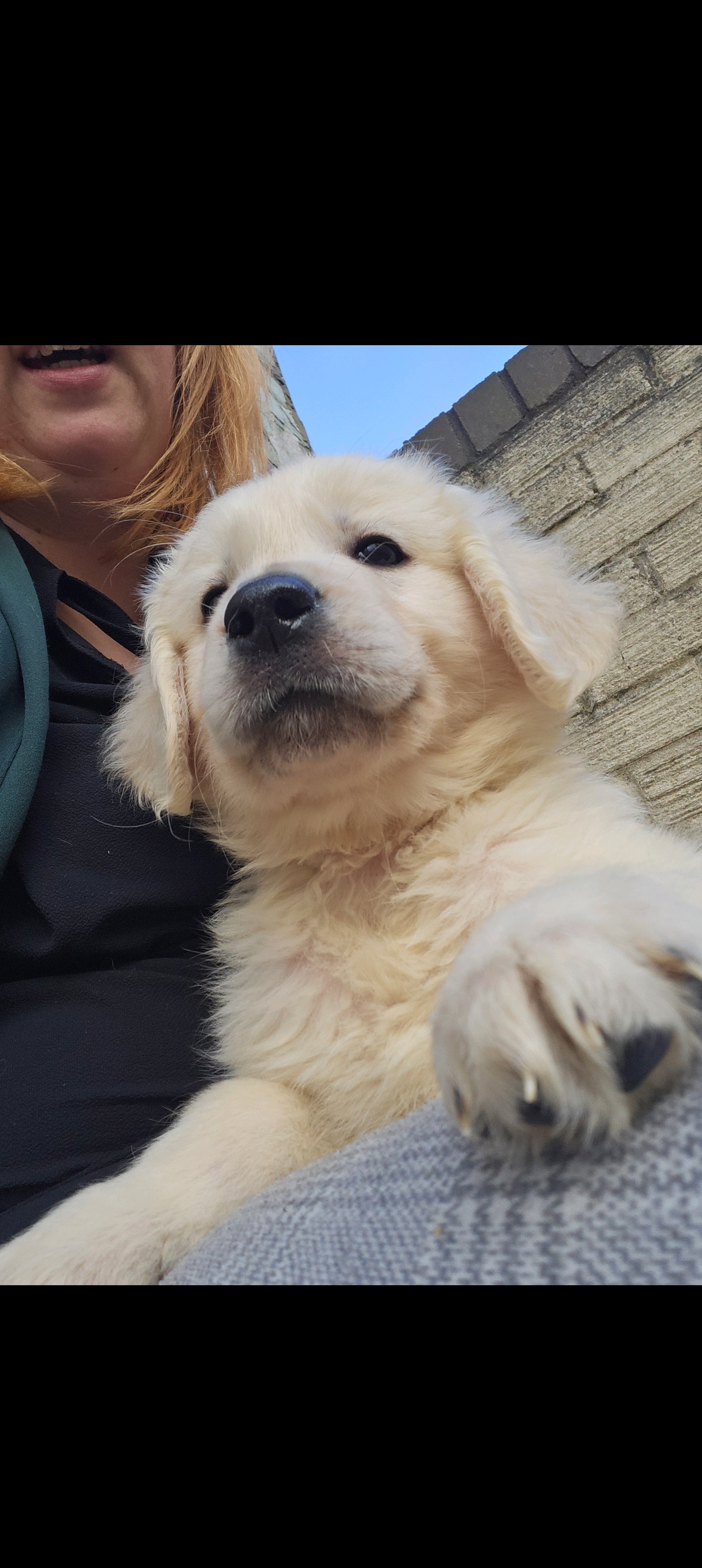 Beautiful Golden Retrievers