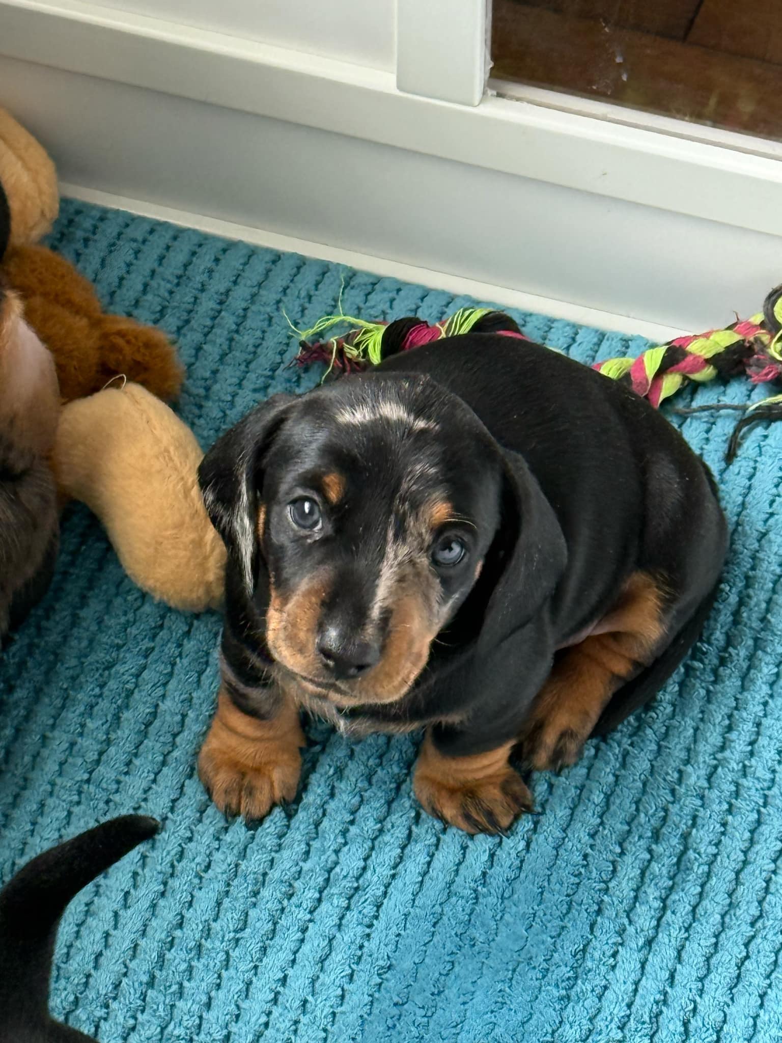 Miniature smooth haired dachshund puppies 