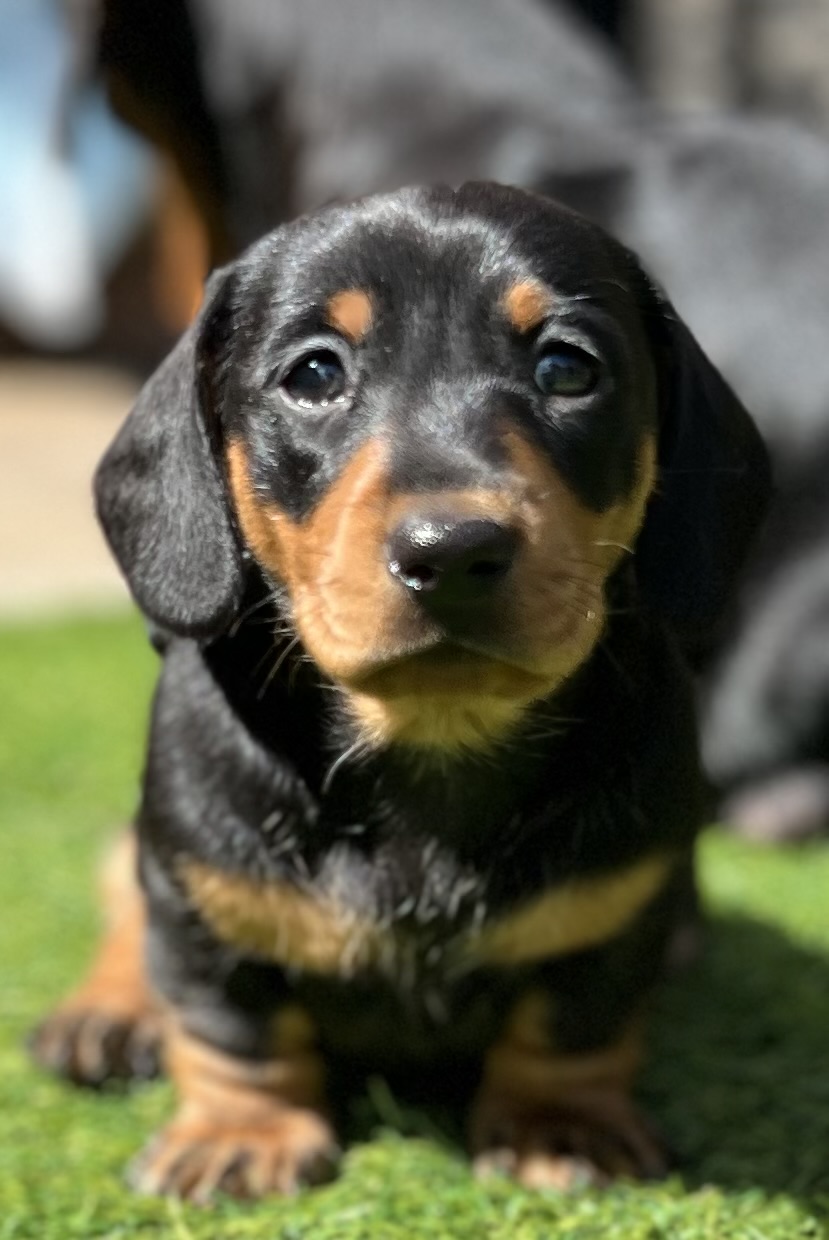KC reg miniature dachshund puppies 