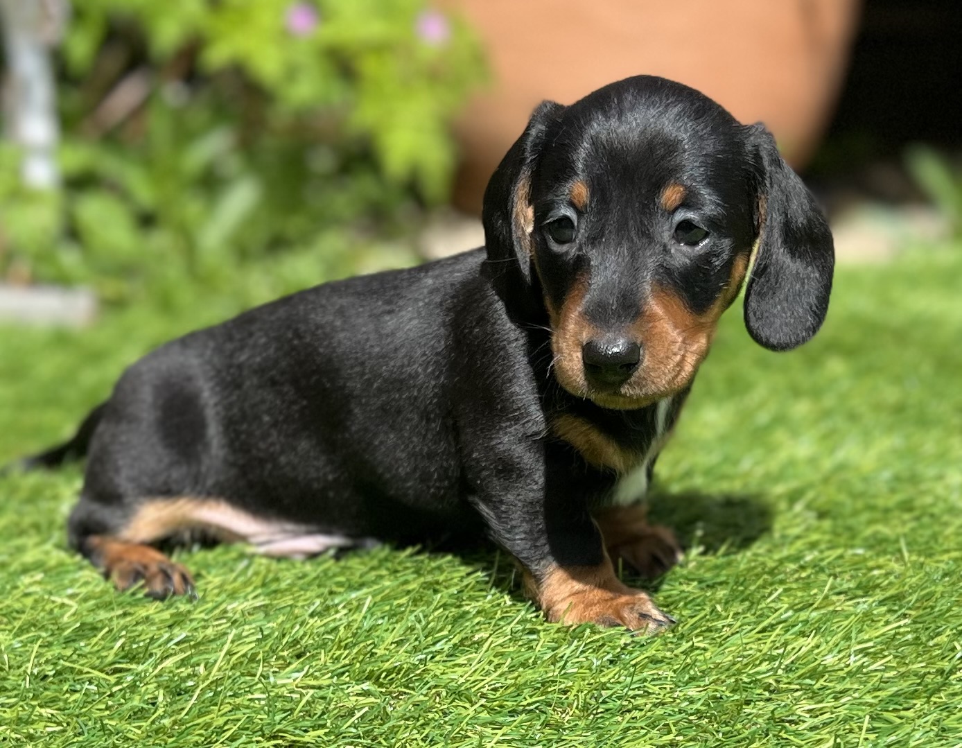 KC reg miniature dachshund puppies 