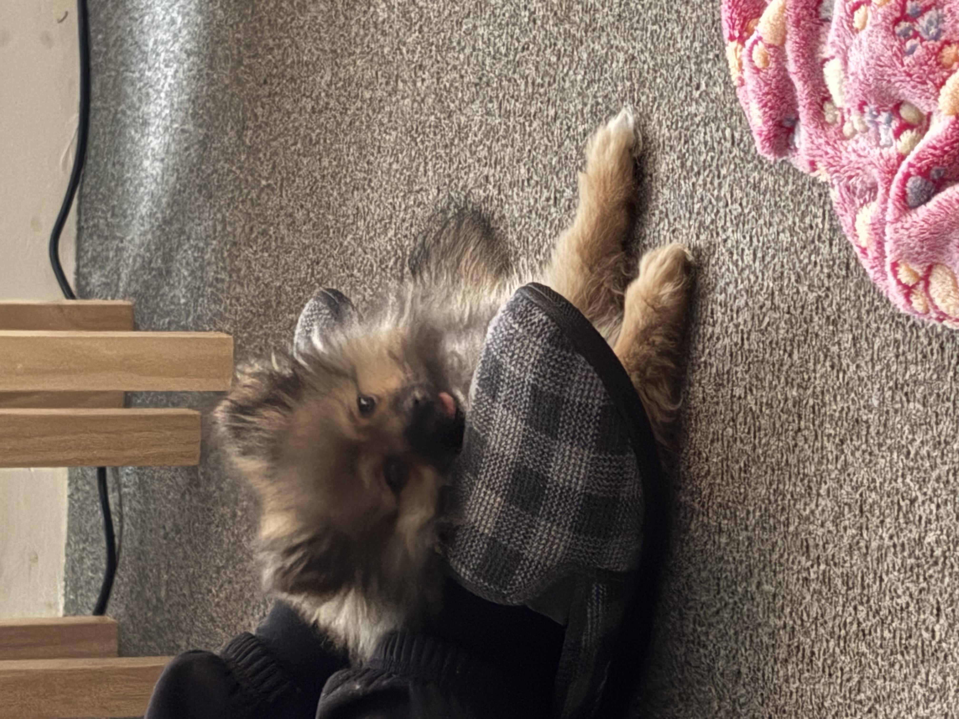 Beautiful Pomeranian Puppy 