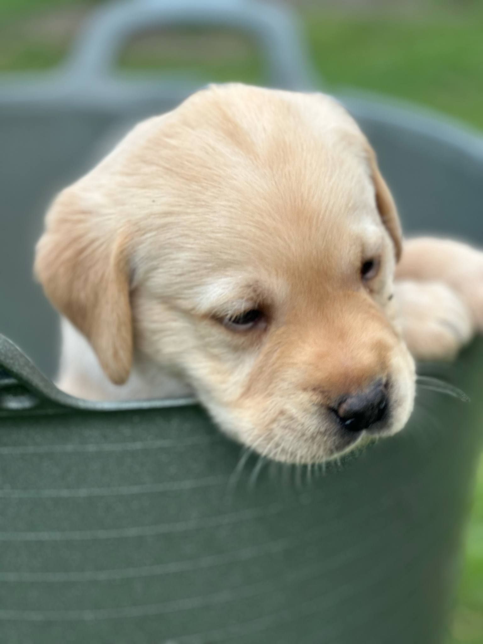 KC Reg Health Checked Labrador Pups, Golden & Fox