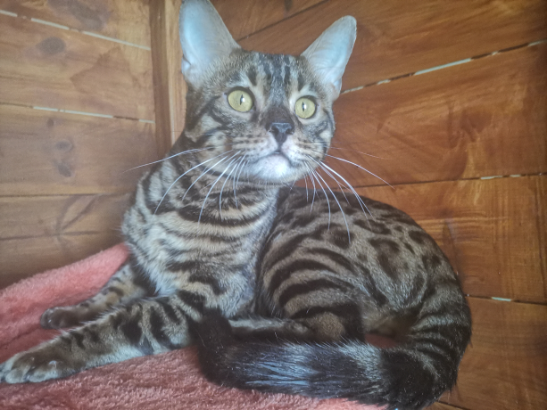 Bengal mix litter