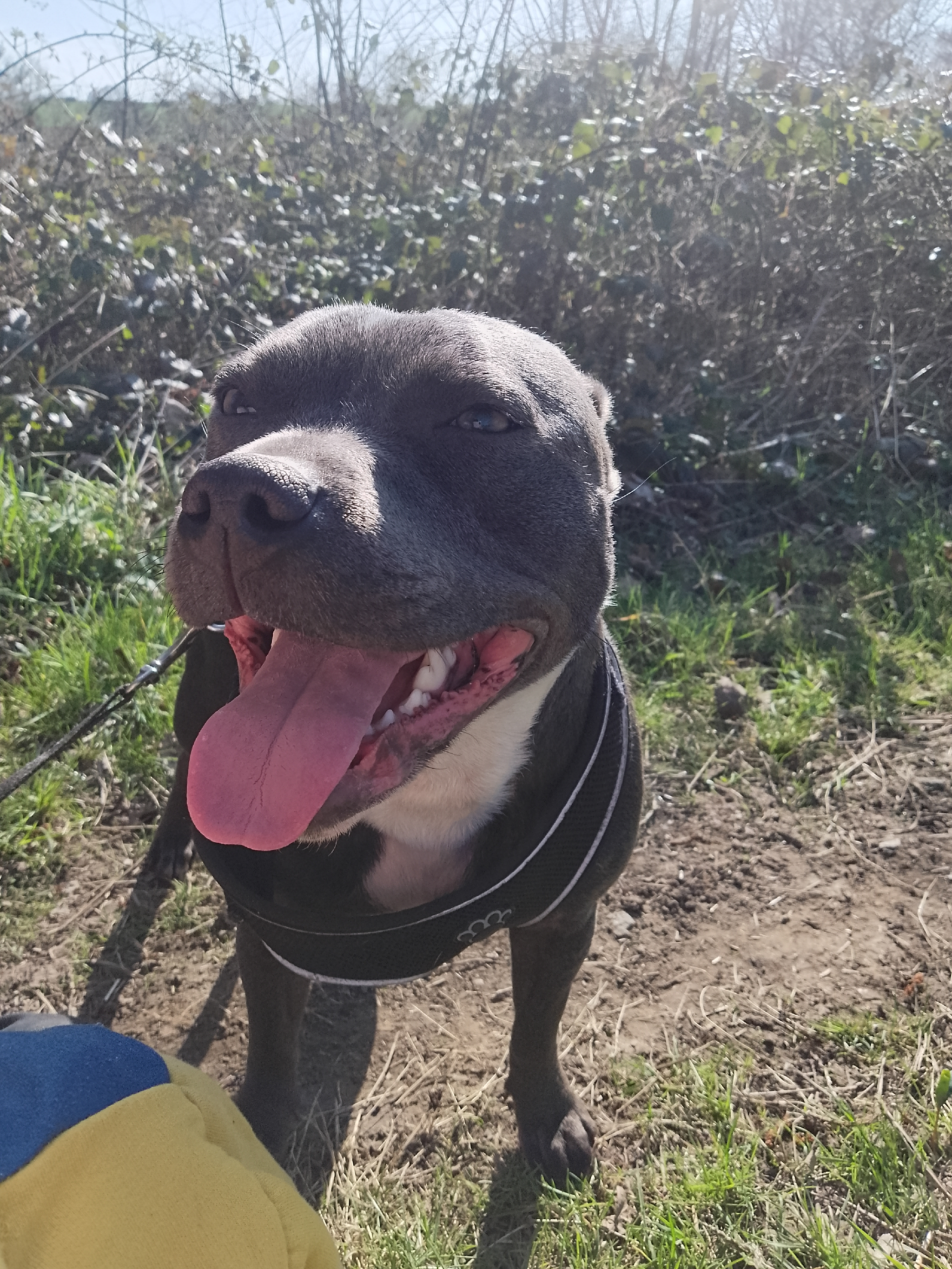 Bluey