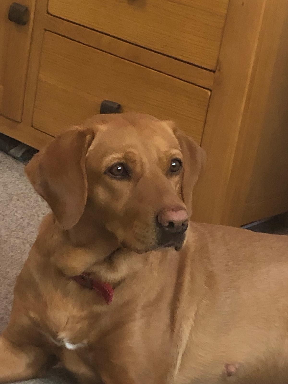 Fox red labrador