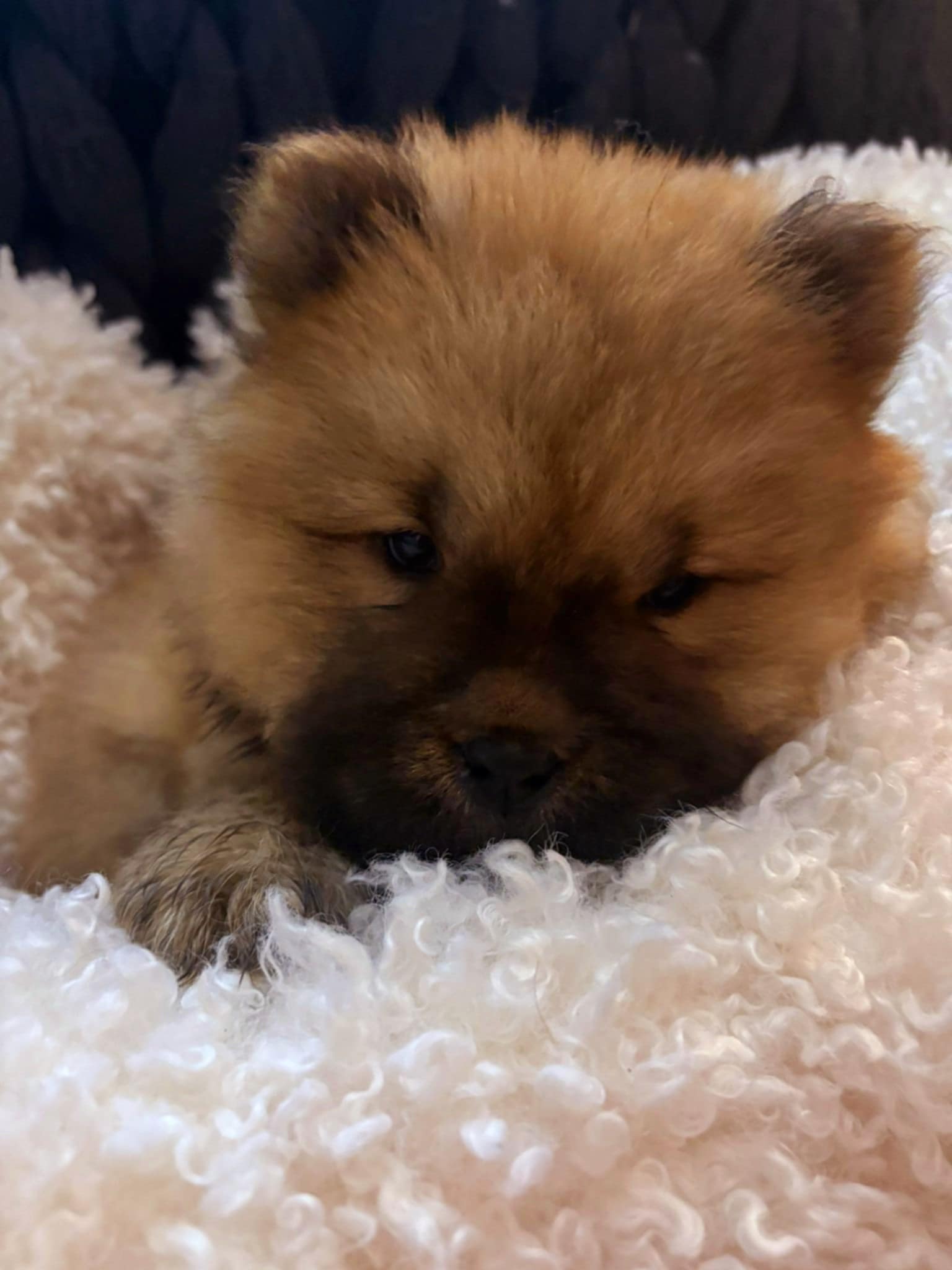 Stunning kc chow chow puppies 