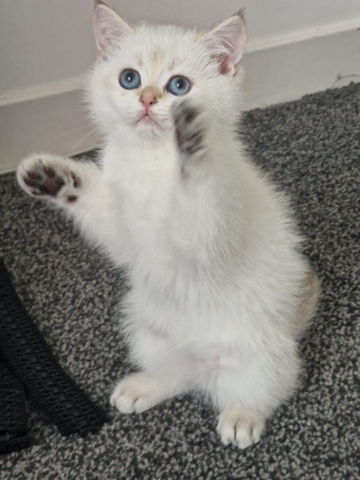Show-class blue ayes British shorthair shaded boy